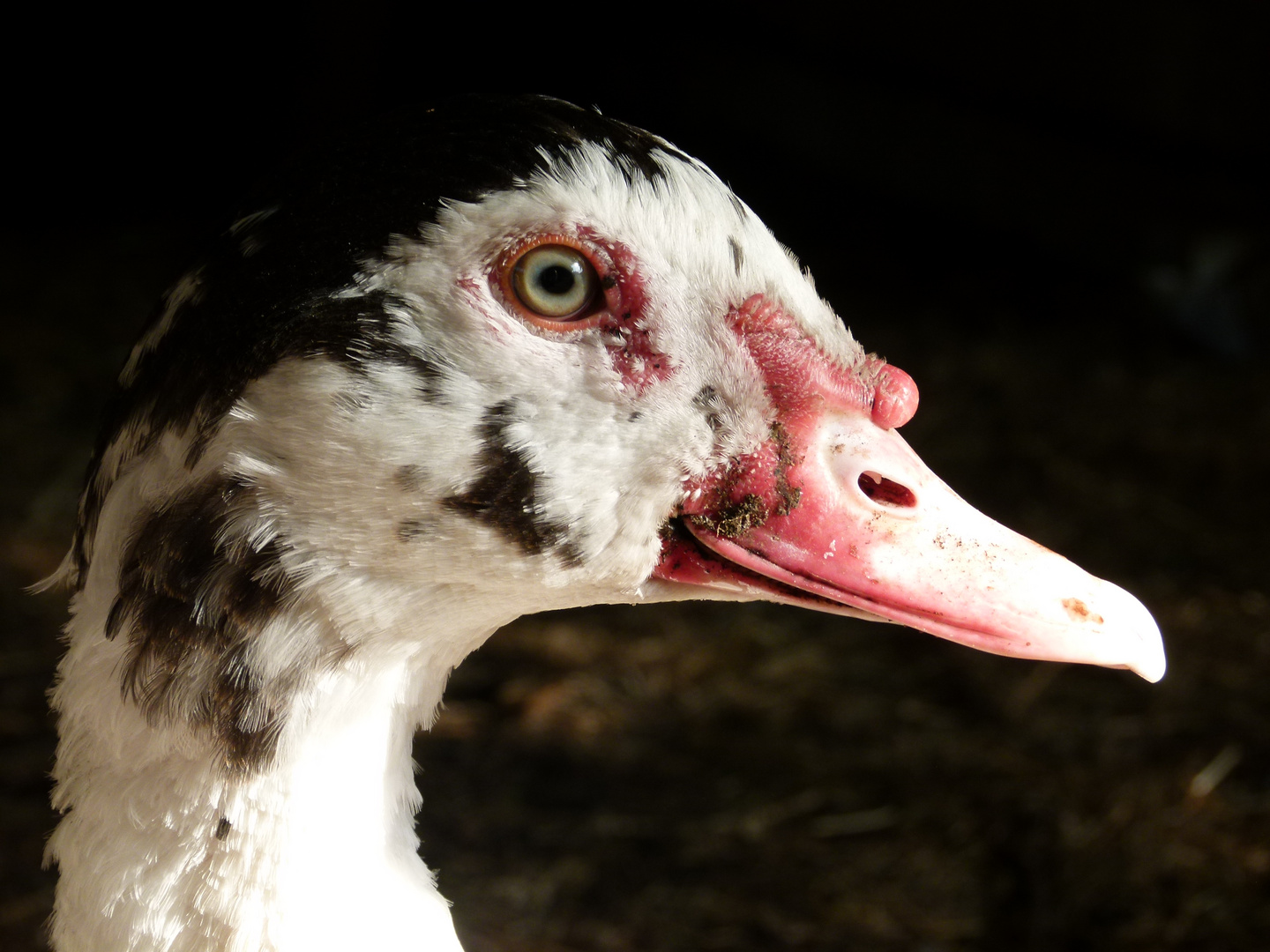 Enten-Portrait