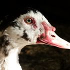 Enten-Portrait