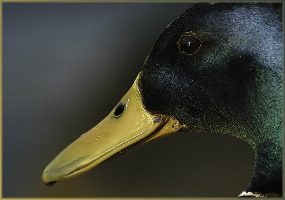 Enten-Portrait