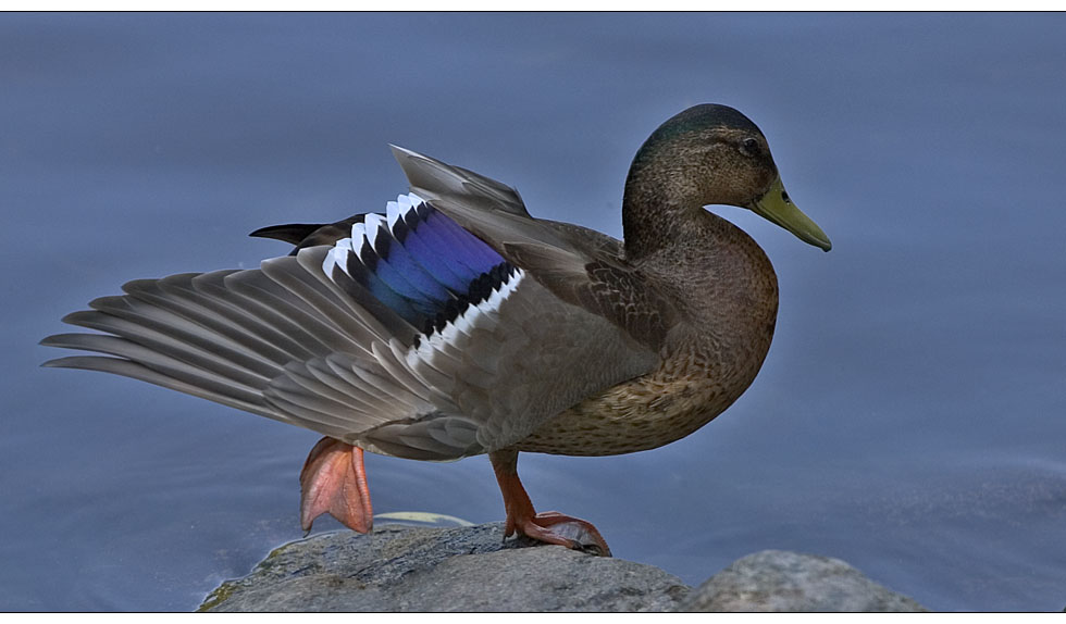 Enten- Posing