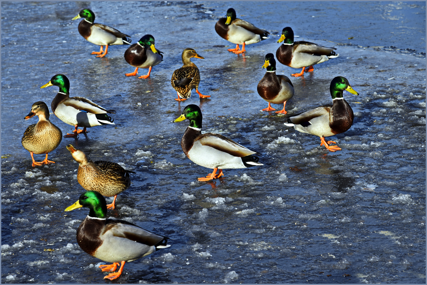 ENTEN  - Potsdam Schloss Sanssouci - 