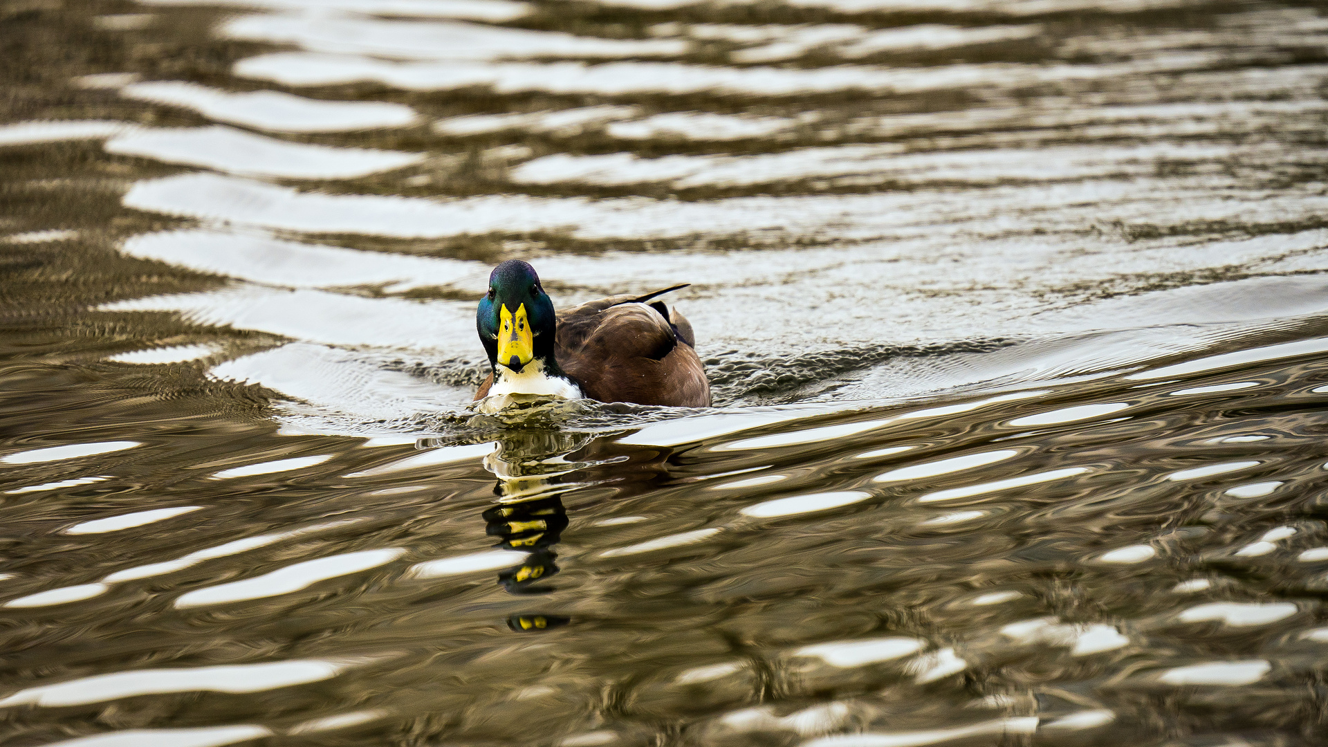 Enten-Power