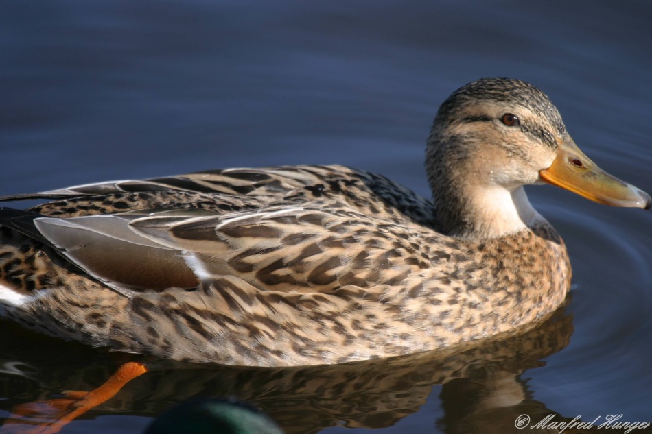 Enten-Protrait