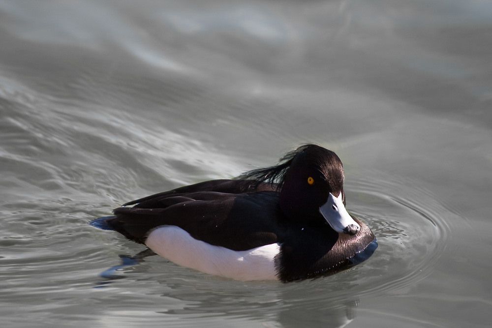 Enten Punk