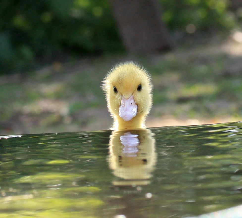 Enten Reflektion