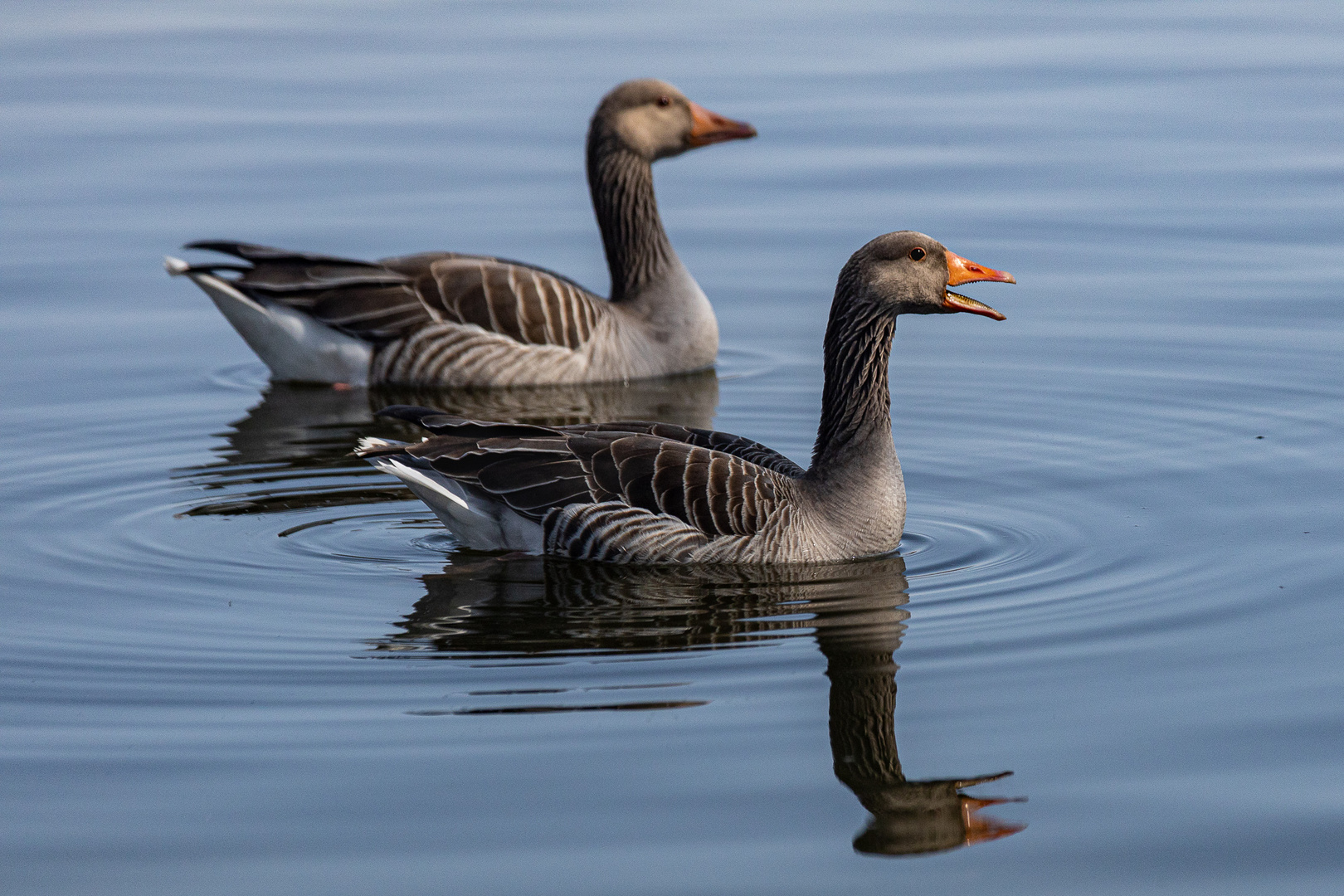 Enten Reflexion