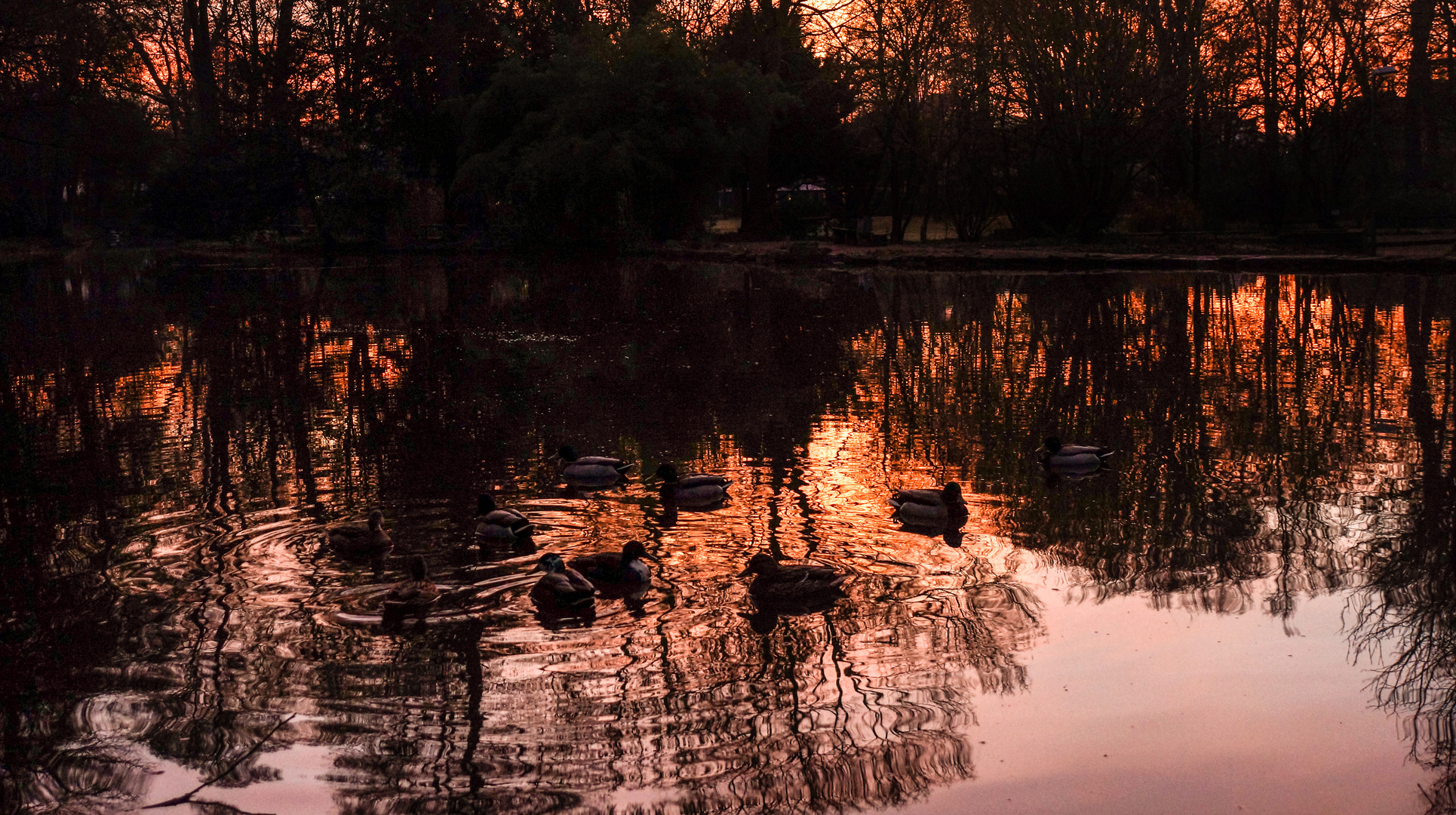 Enten-Rotlichtmilieu