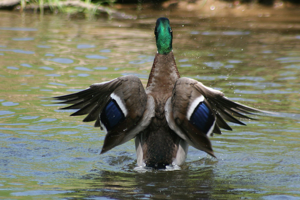 Enten-Rücken