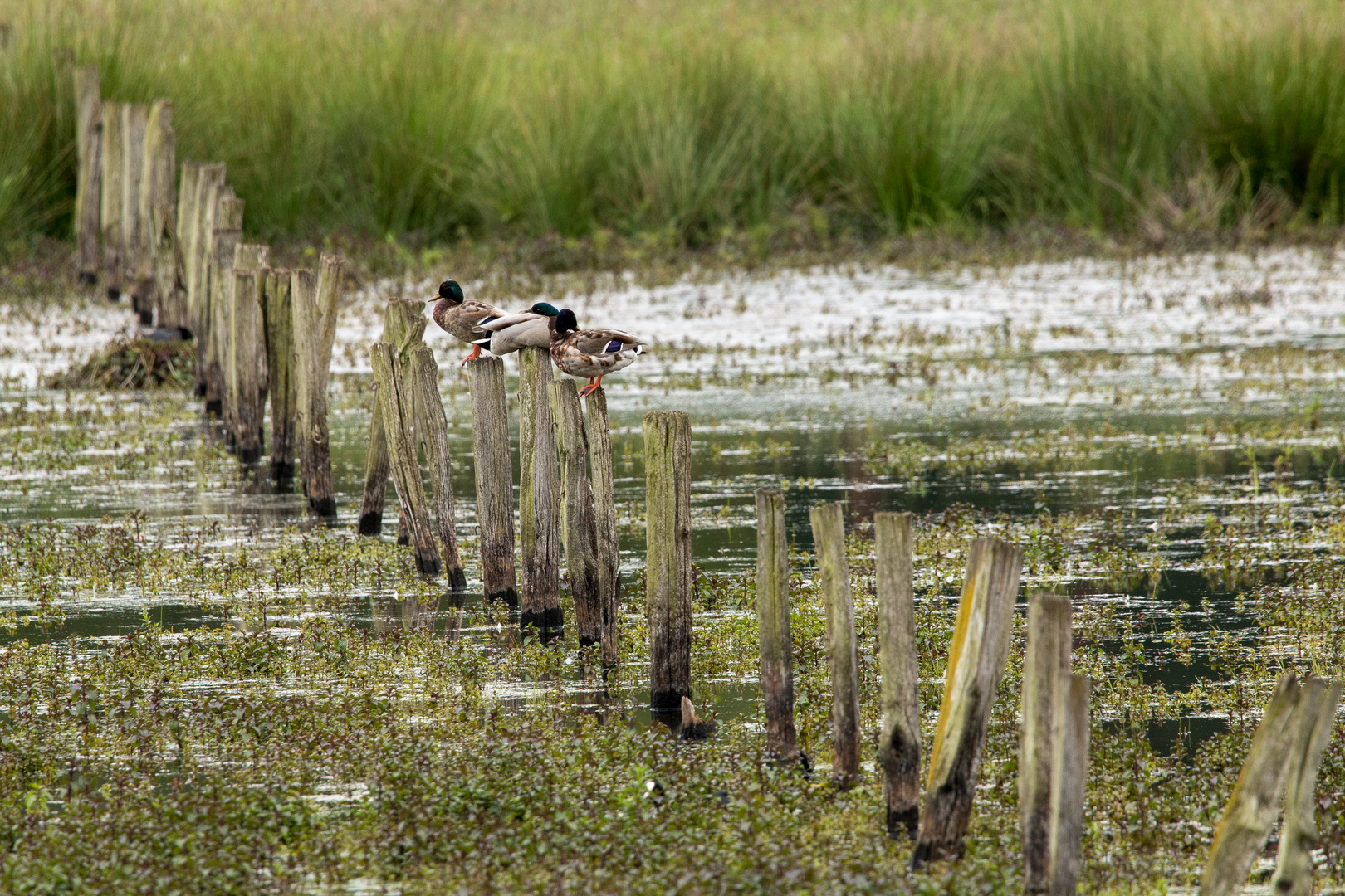 Enten ruhen sich aus