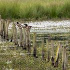 Enten ruhen sich aus