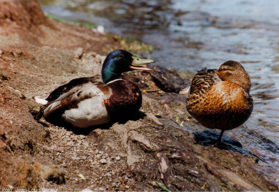 Enten-Schäkerei - Willst Du Entenmama meiner Küken sein?