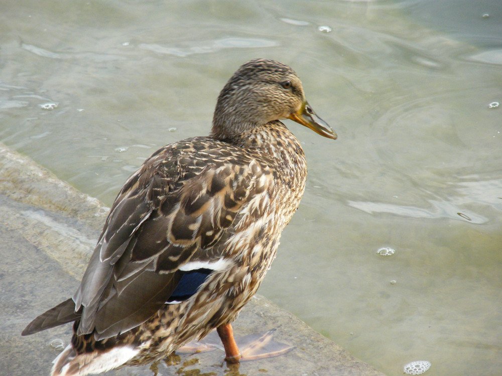 Enten-Schau