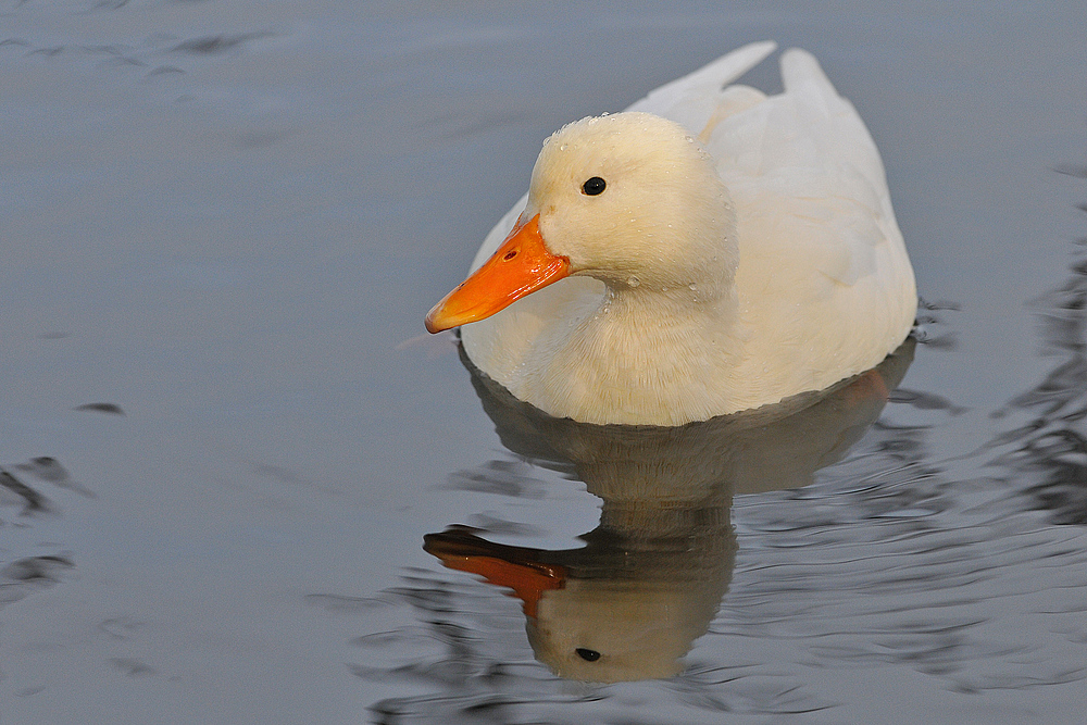 Enten – Schick in Creme-Weiß-Orange