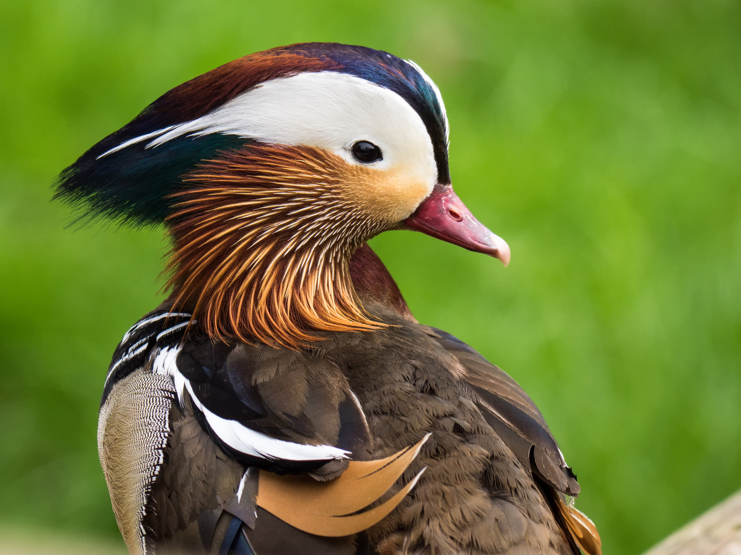 Enten-Schönheit