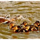 Enten-Schwimm-Schule im Weserbergland