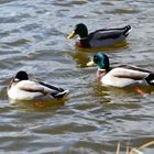 Enten schwimmen auf dem See...