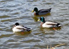 Enten schwimmen auf dem See...