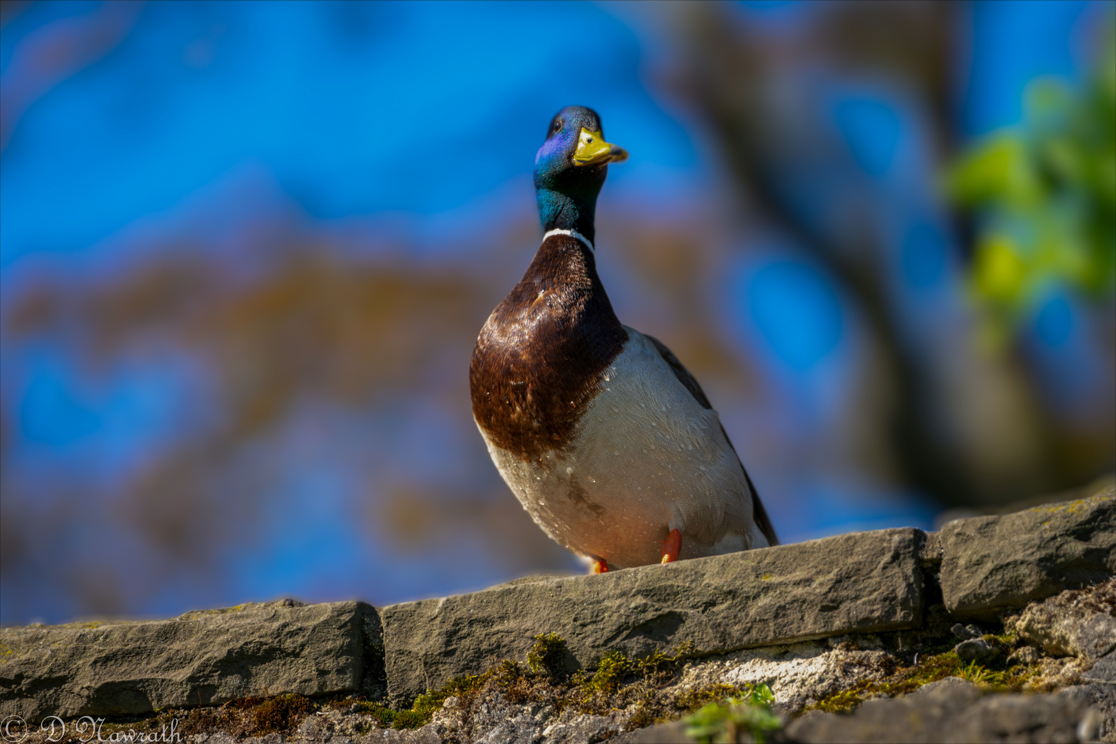 Enten shooting 