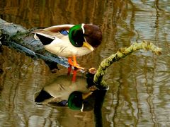 Enten - Spiegelei