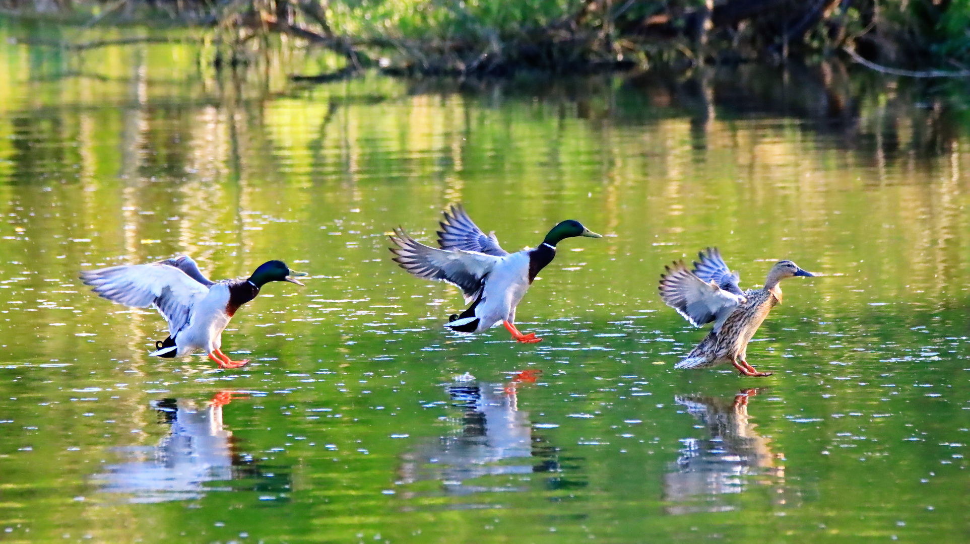 Enten - Spiegelung