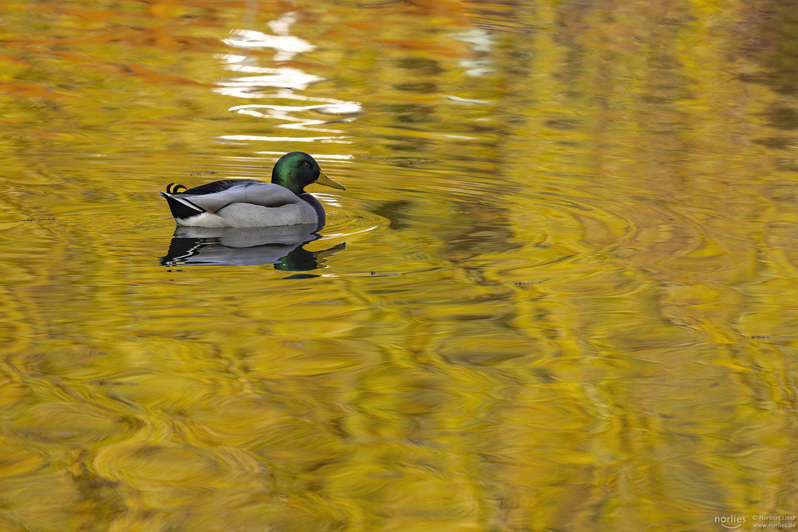 Enten Spiegelung auf goldenem Wasser