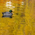 Enten Spiegelung auf goldenem Wasser