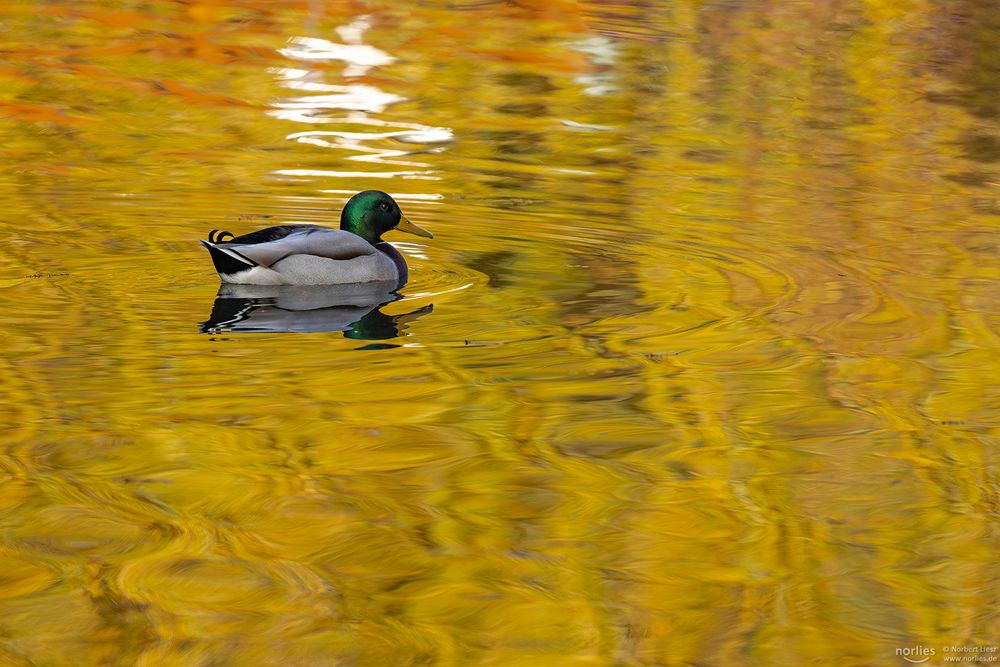 Enten Spiegelung auf goldenem Wasser