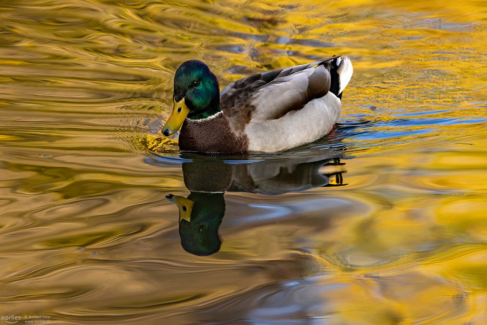 Enten Spiegelung