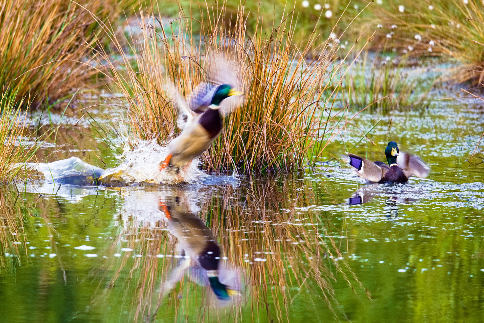 Enten - Spiegelung im Wasser