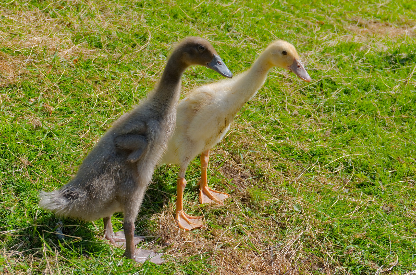 Enten-Statik