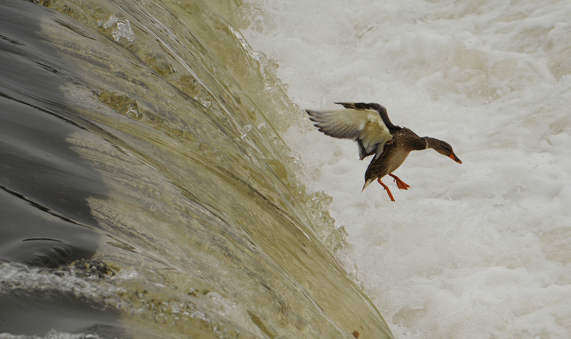 Enten statt Lachse "springen"...! ( 02 )