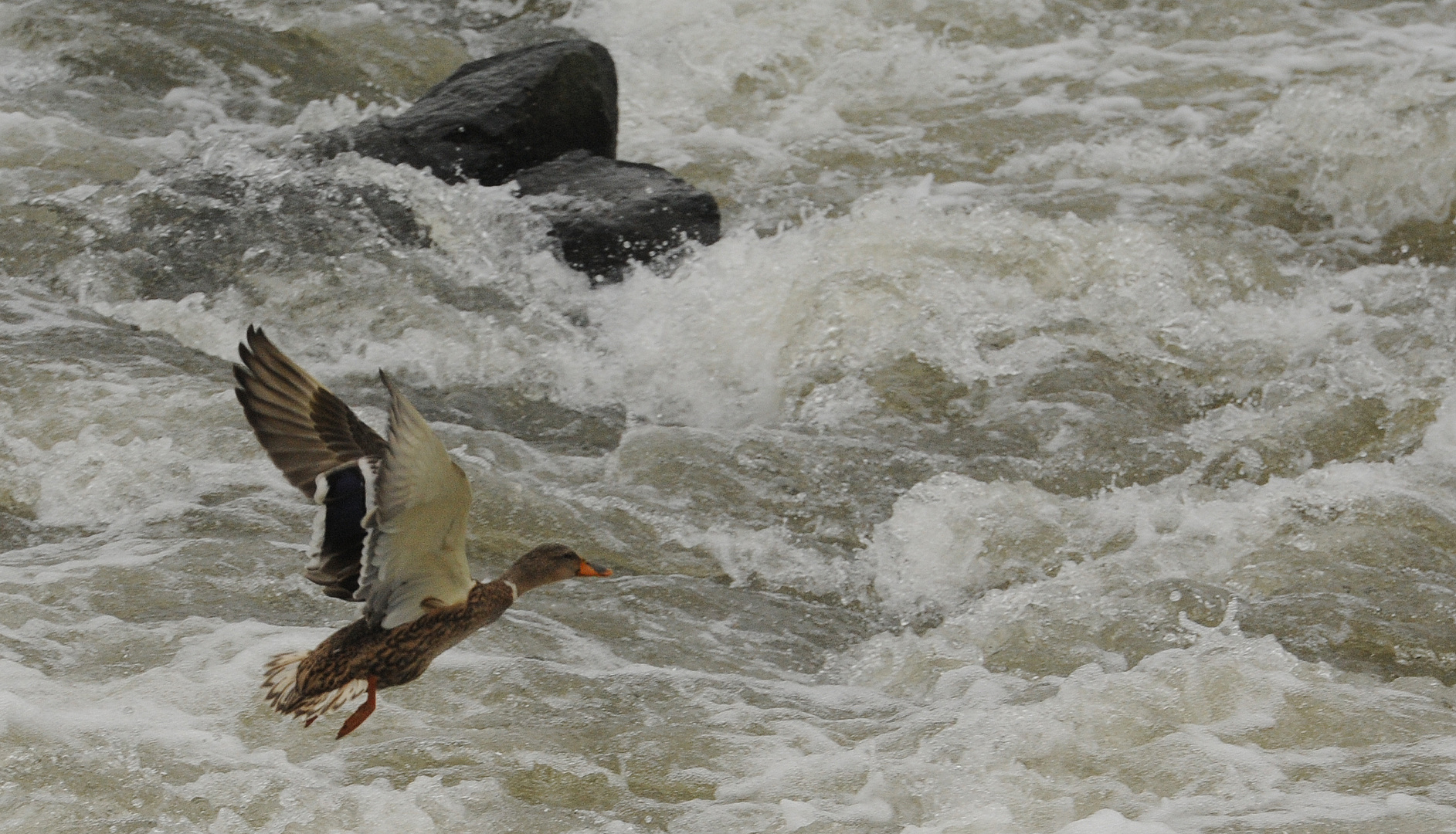 Enten statt Lachse "springen"...! ( 03 )