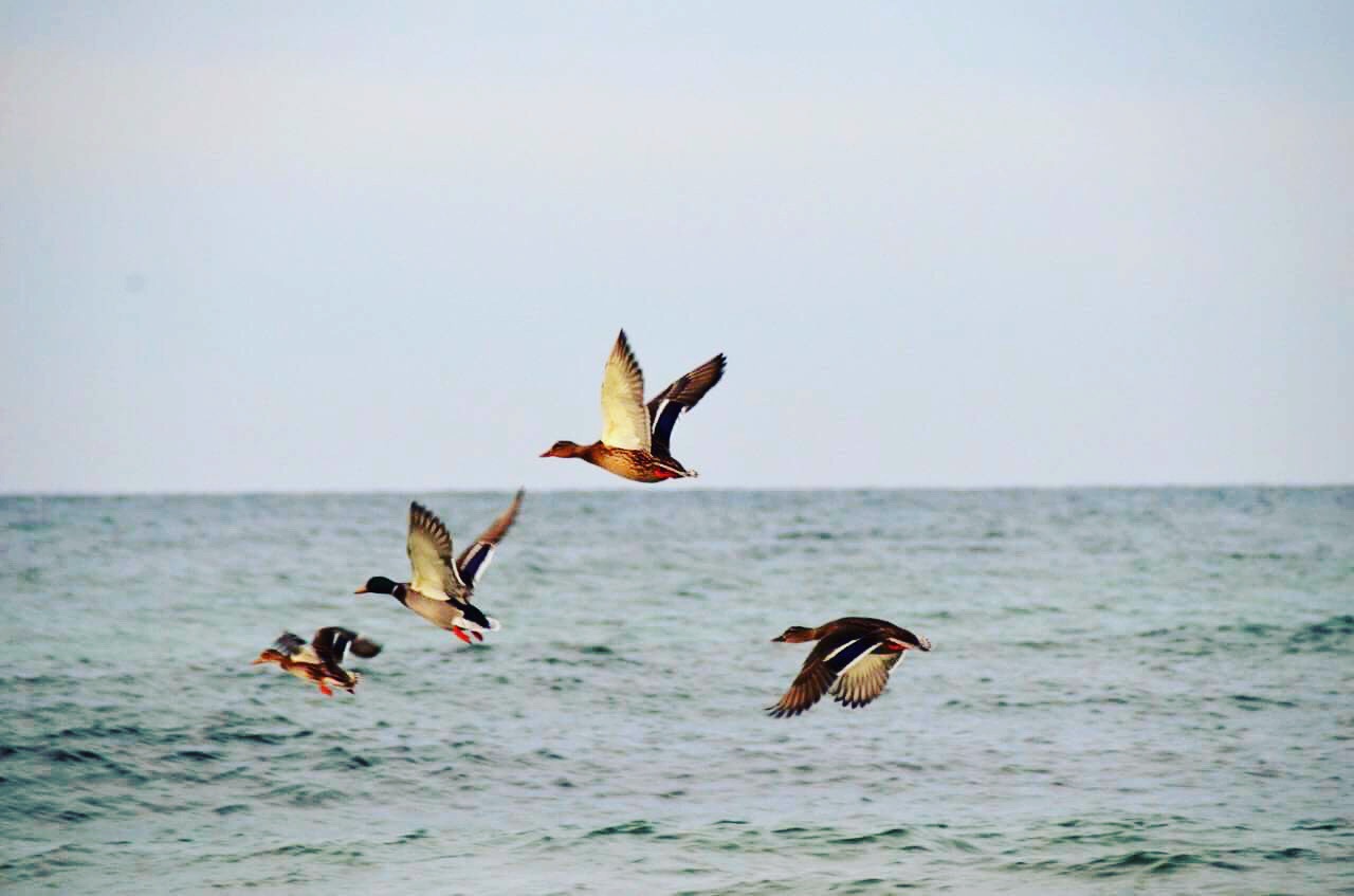 Enten statt Möwen an der Ostsee