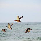 Enten statt Möwen an der Ostsee