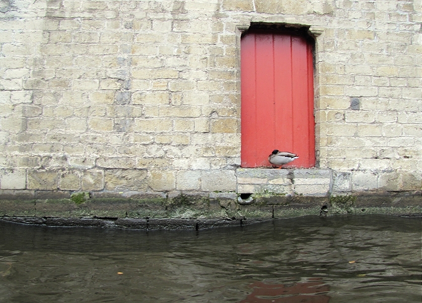 Enten Stillleben in Brügge