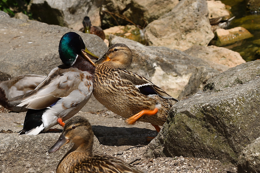 Enten-Sumo