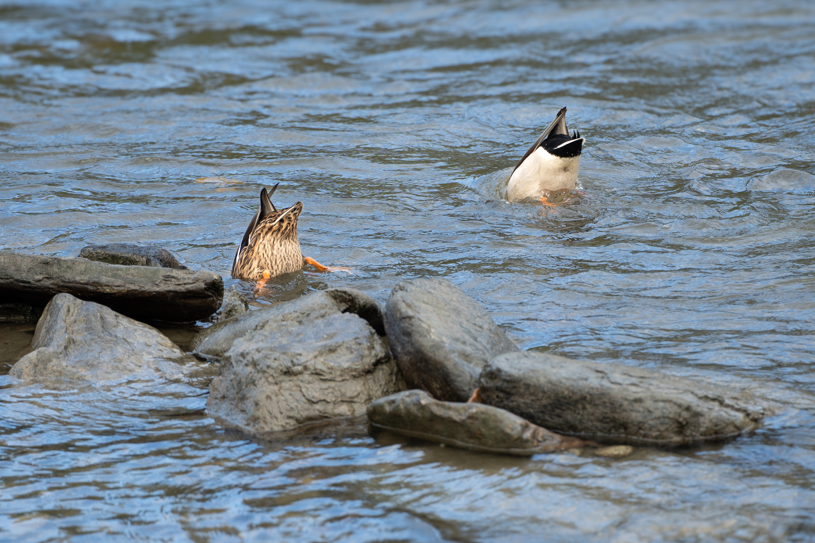 Enten Synchrontauchen