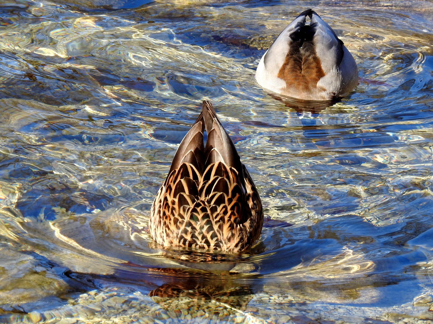 Enten-Tanz