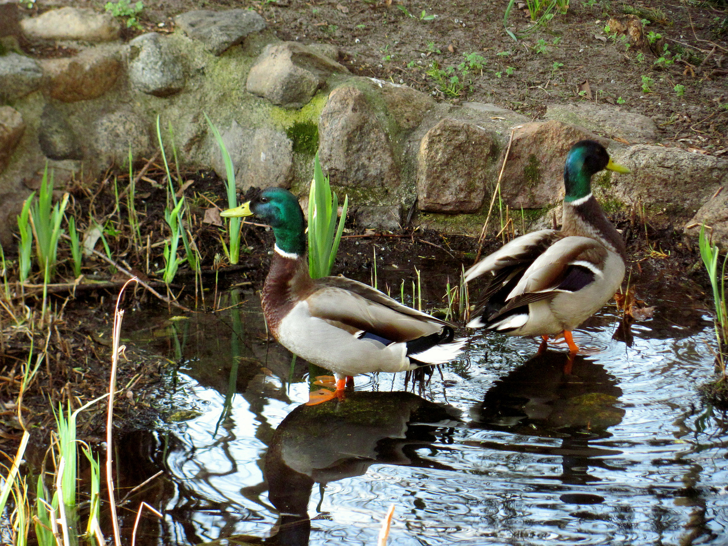 Enten-Teich