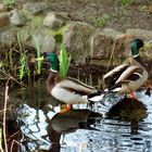 Enten-Teich