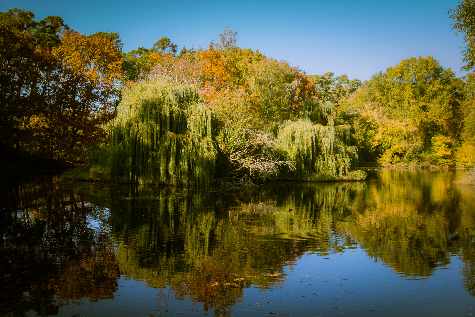 Enten Teich Spiegeltag