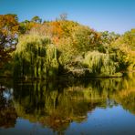 Enten Teich Spiegeltag