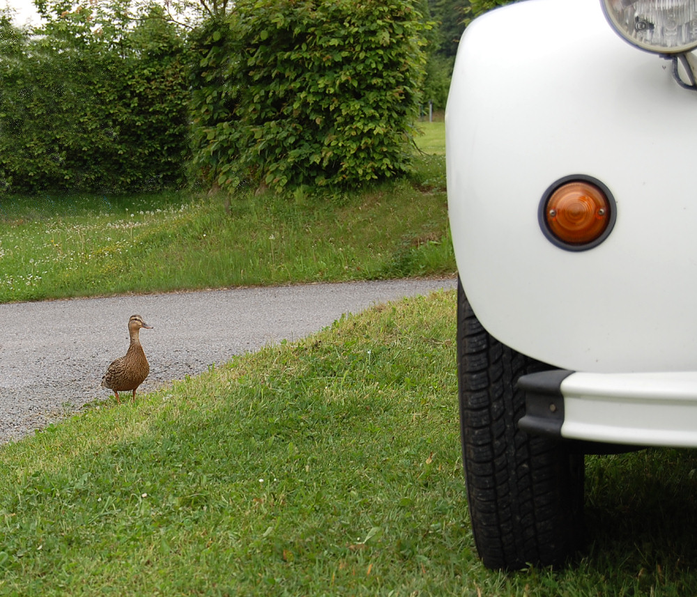 Enten-Treffen