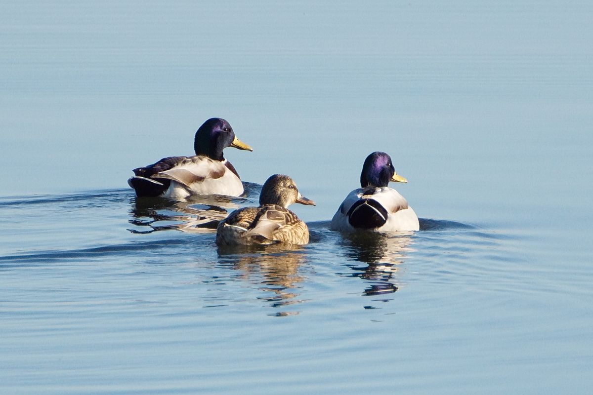 Enten Trio