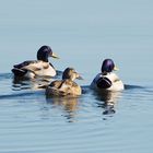 Enten Trio