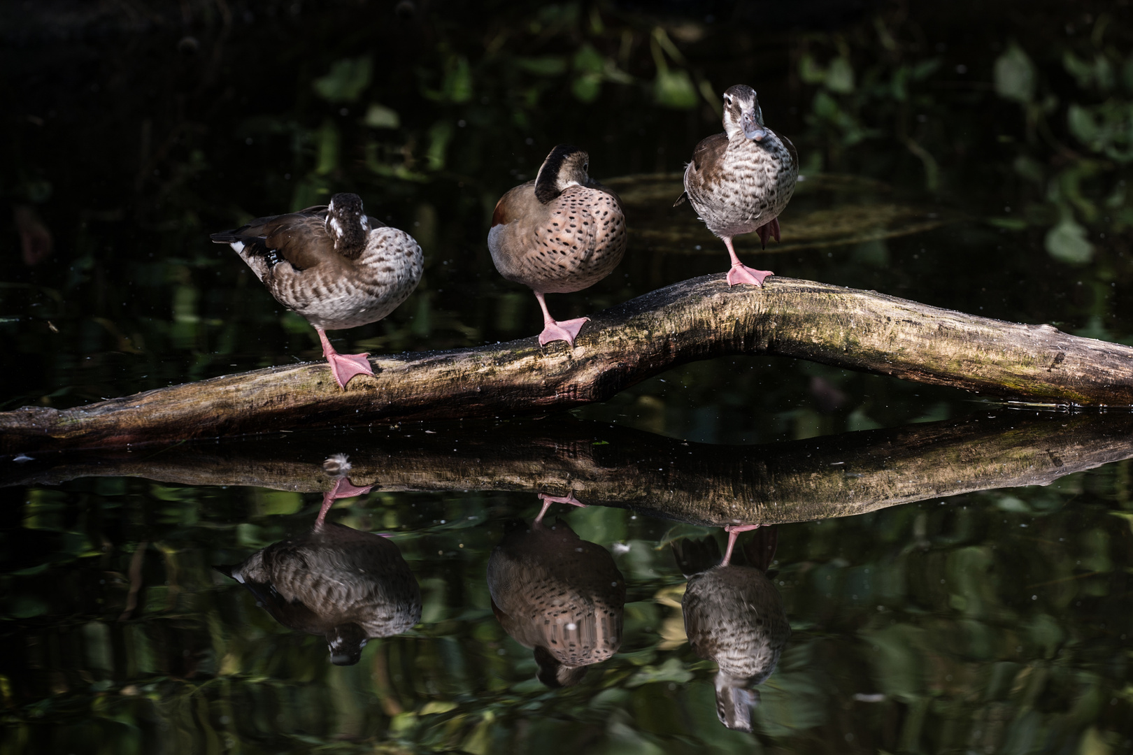 Enten-trio