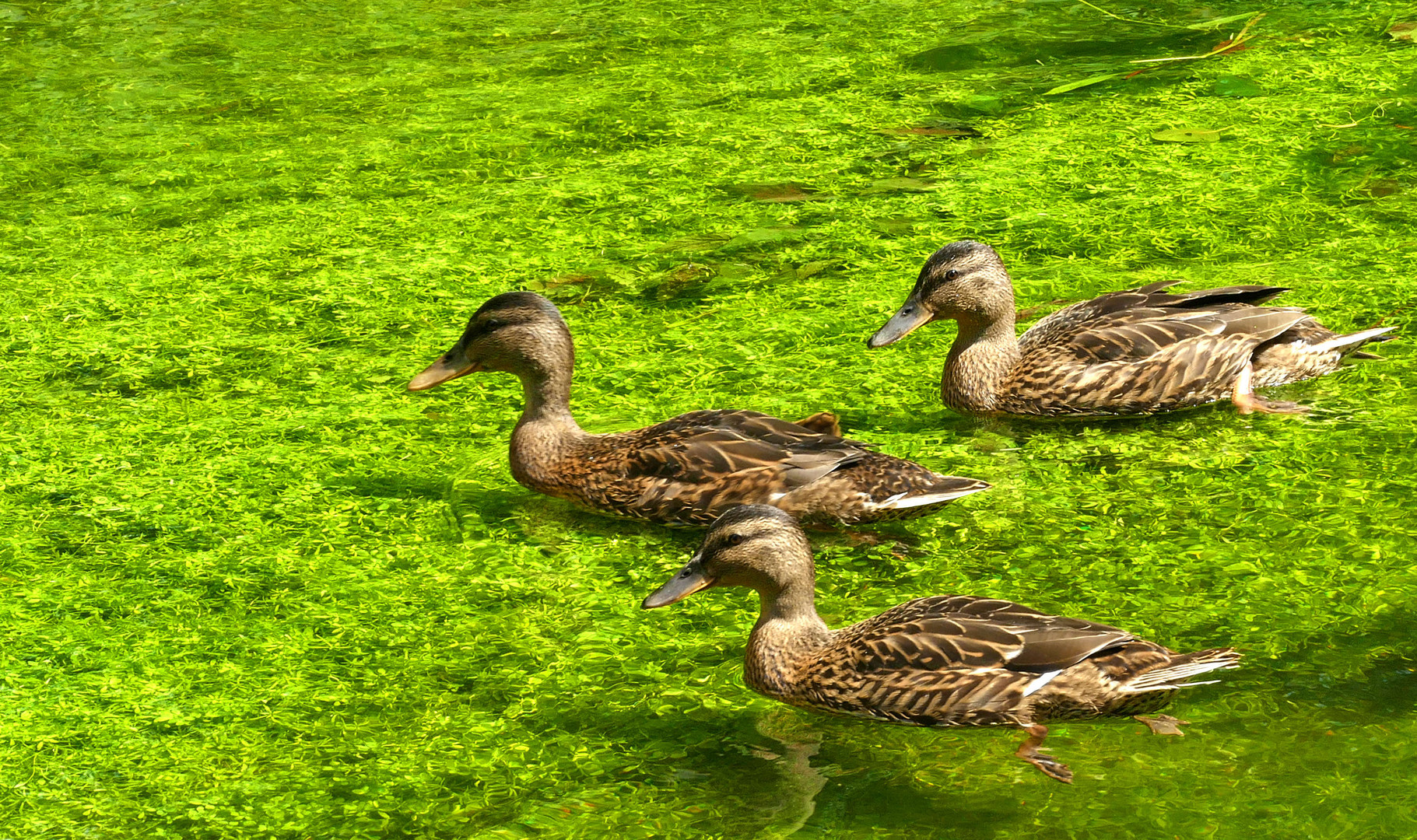 Enten trio