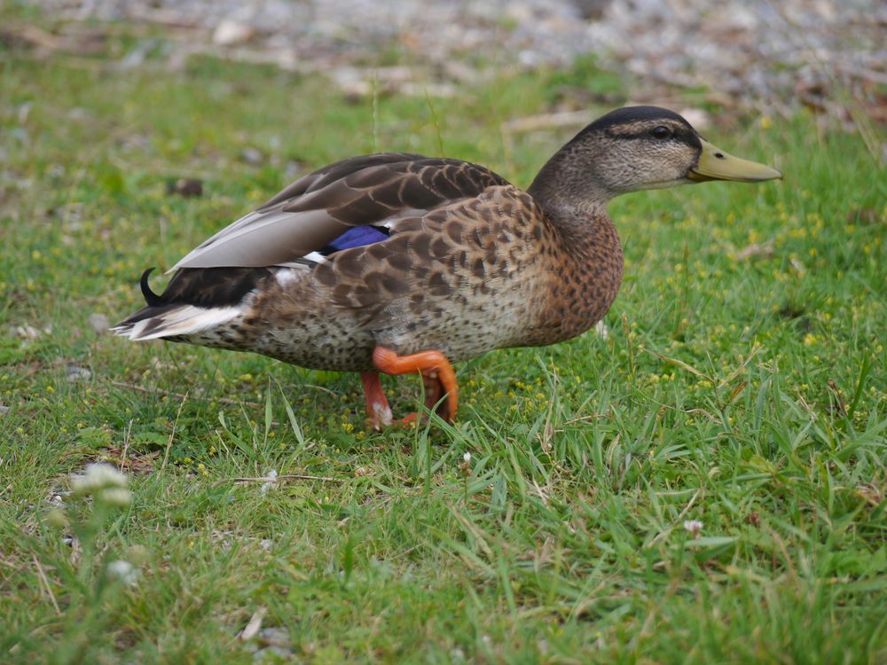 Enten -Tuning Fahrwerk tiefer gelegt