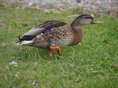 Enten -Tuning Fahrwerk tiefer gelegt