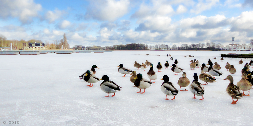 Enten überwintern am Hafen in Röbel/Müritz